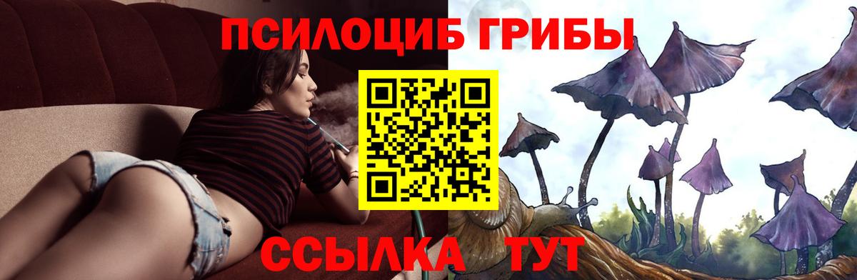 Елабуга  Псилоцибиновые грибы Cubensis  Вход с VPN 